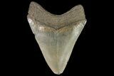 Fossil Megalodon Tooth - Georgia #138991-2